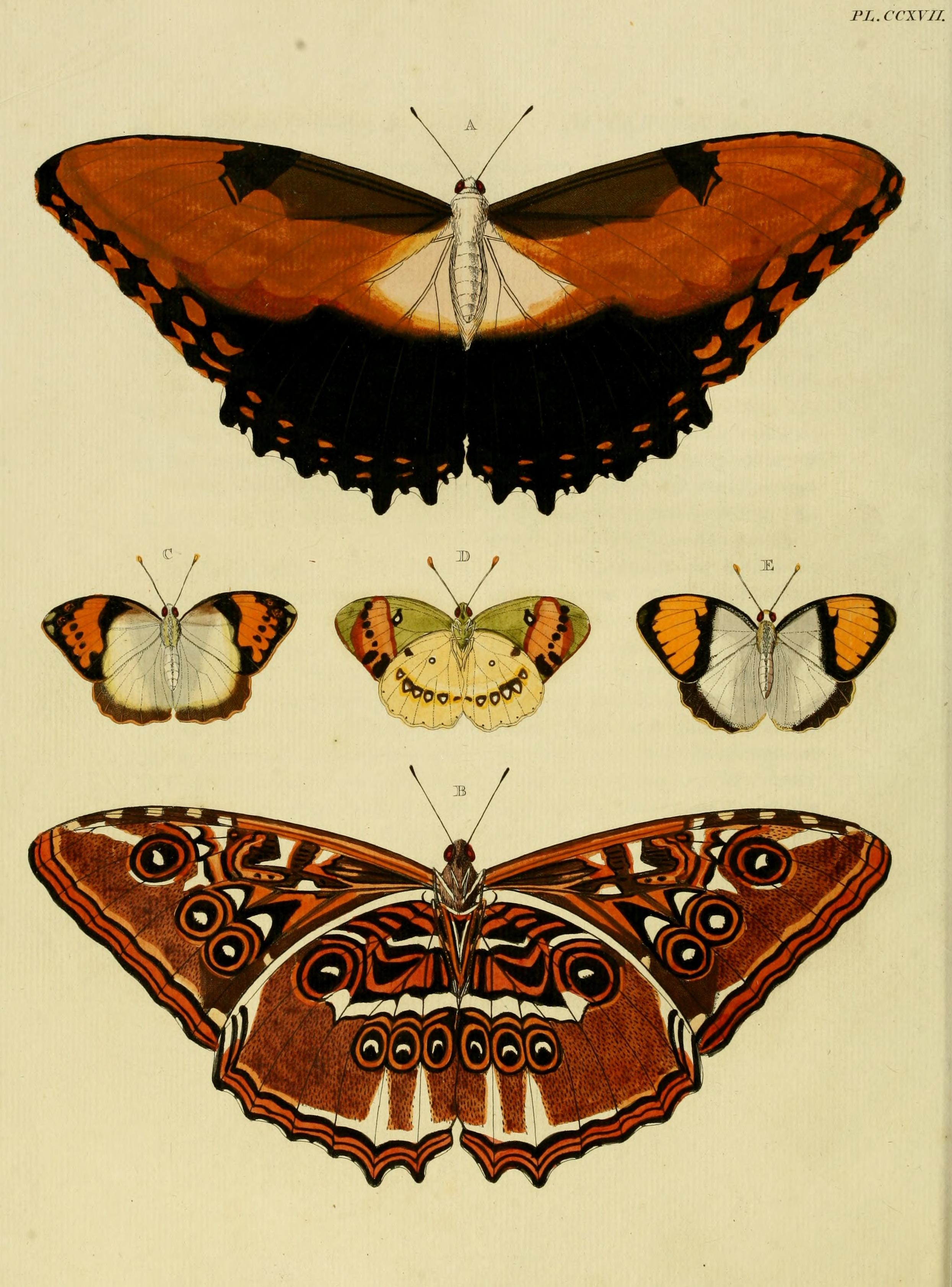 Planșă cu Morpho hecuba