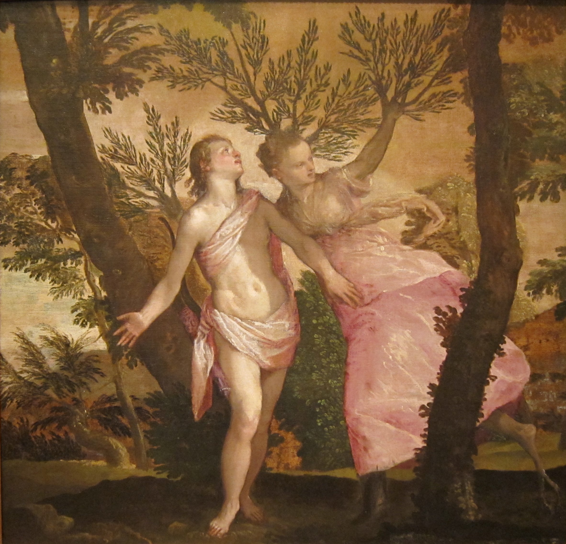 Apollo și Daphne, Veronese