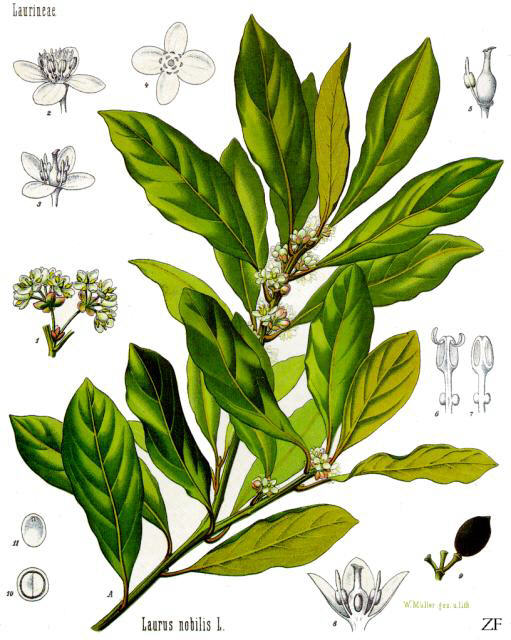 Laurus nobilis