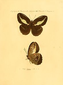 Dasyophthalma creusa