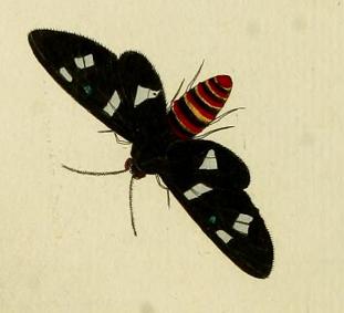 euchromia creusa