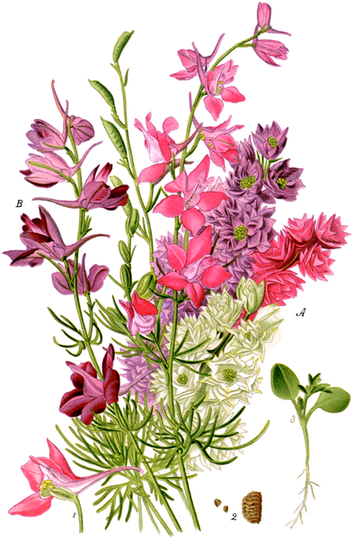 Această imagine are atributul alt gol; numele fișierului este 394px-larkspurs-favourite_flowers_garden_greenhouse-1-0041-10.png